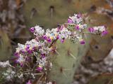 Living Desert State Park : New Mexico